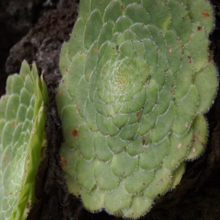 Aeonium tabulariforme